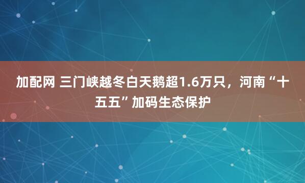 加配网 三门峡越冬白天鹅超1.6万只，河南“十五五”加码生态保护